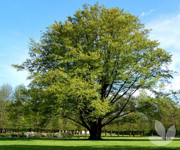 Beech Tree (Fagus Sylvatica)